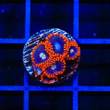 Time Warp Zoanthids Coral