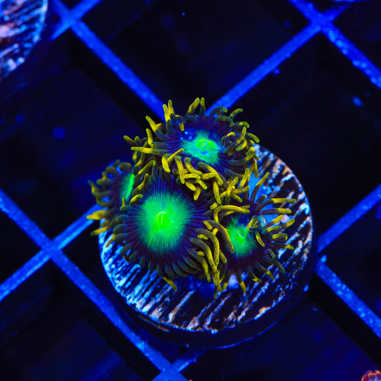 Radioactive Dragon Eye Zoanthids Coral - Top Shelf Aquatics
