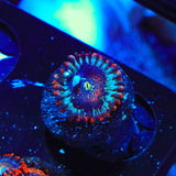 Seduction Zoanthids Coral