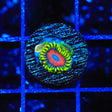 ECC Eagle Eye Zoanthids Coral - Top Shelf Aquatics