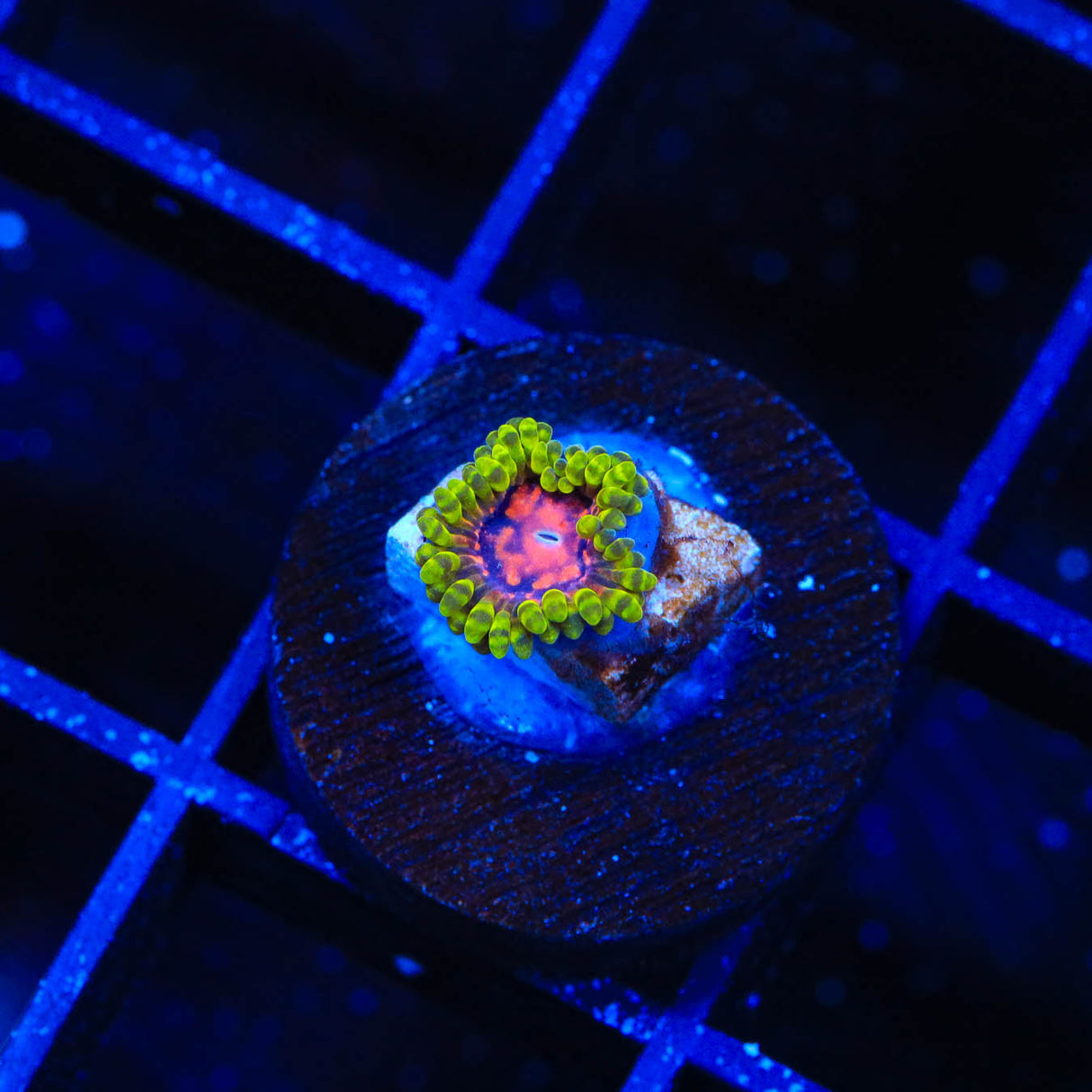 Marvin the Martian Zoanthids Coral - Top Shelf Aquatics
