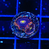 Pinwheel Zoanthids Coral