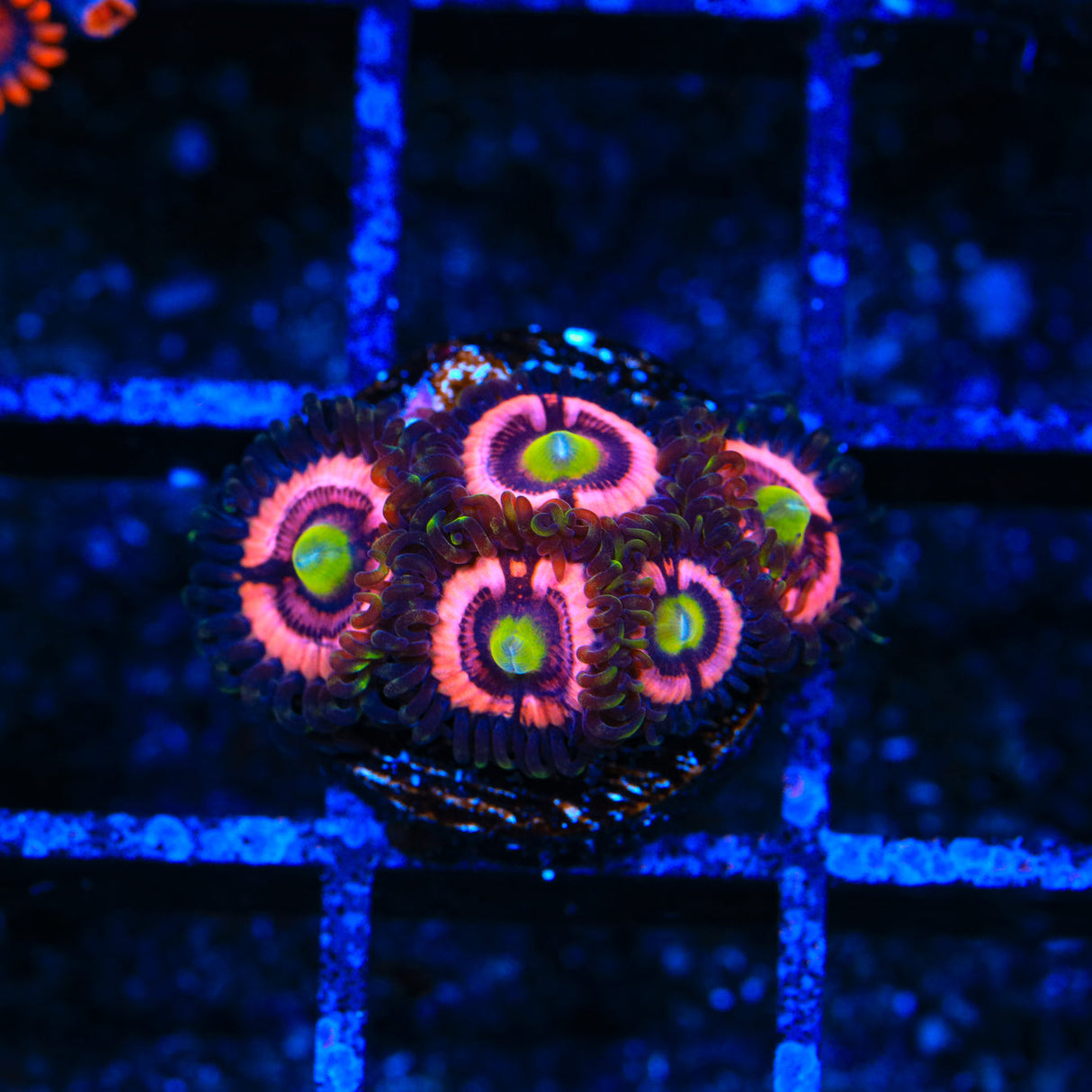 JF Daisy Duke Zoanthids Coral - Top Shelf Aquatics