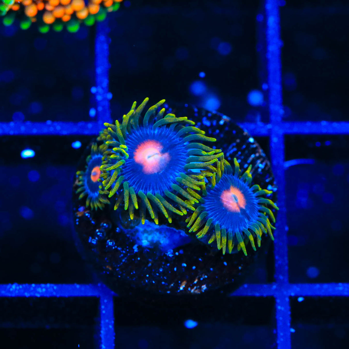 Blow Pop Zoanthids Coral