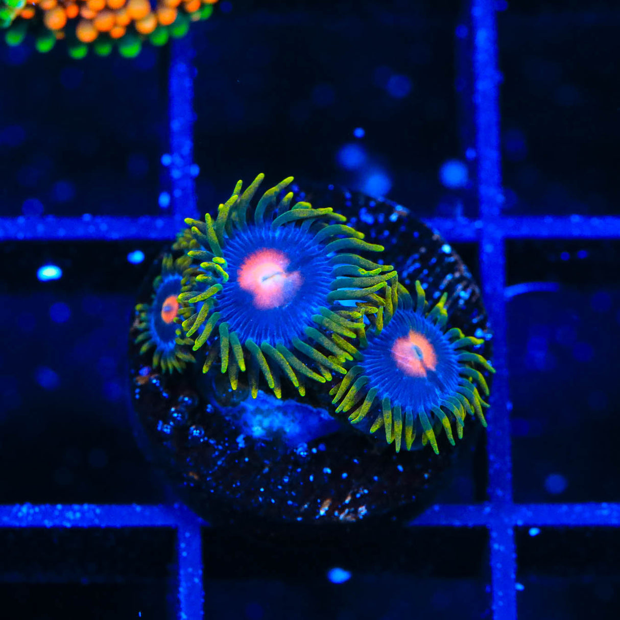 Blow Pop Zoanthid Coral - Top Shelf Aquatics