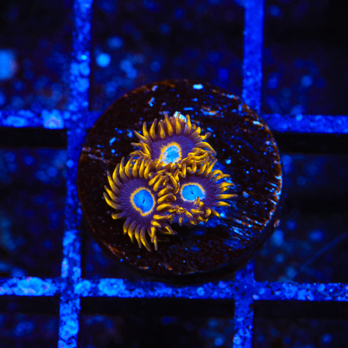 TSA Blue Eye Hornet Zoanthids Coral - Top Shelf Aquatics