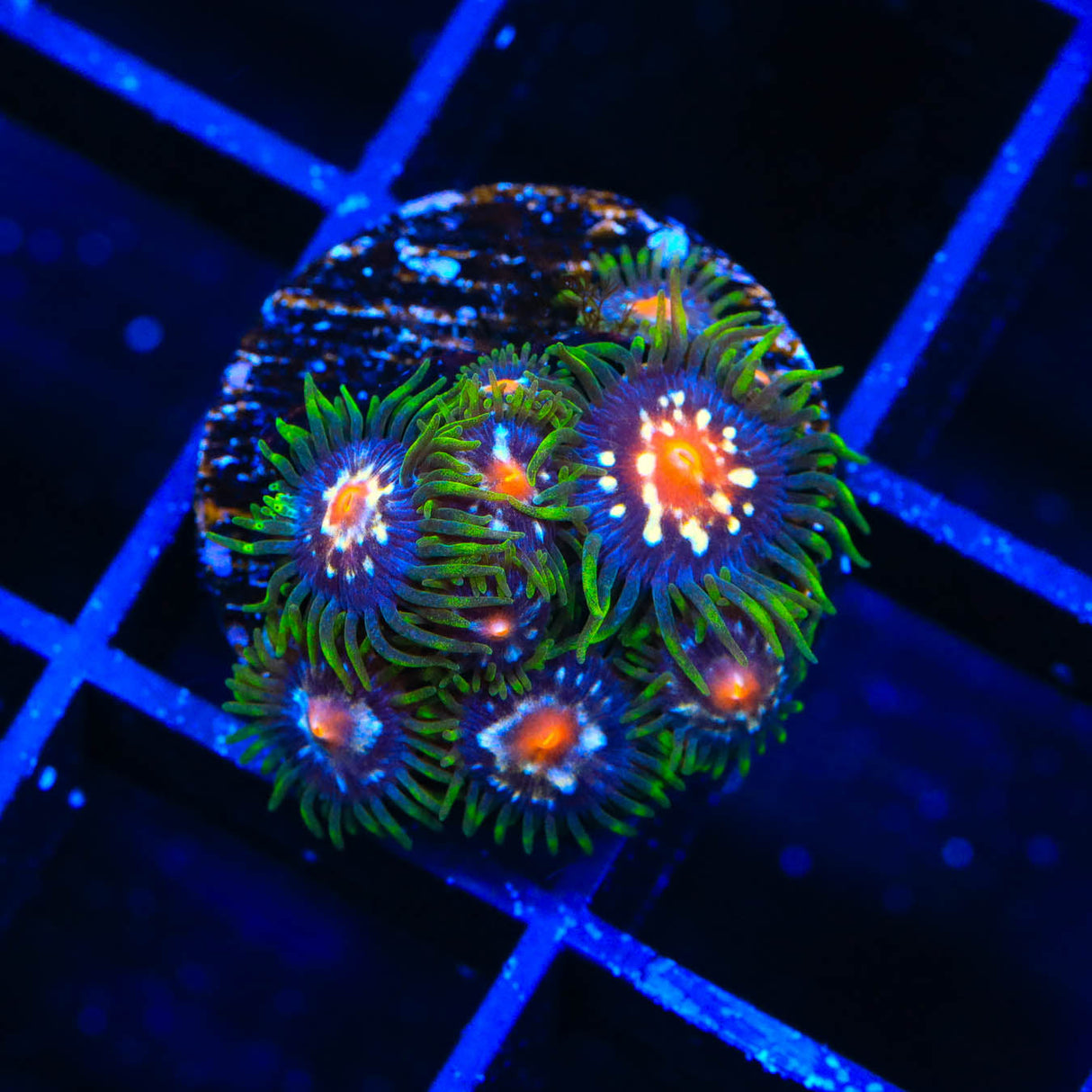 JF Daisy Cutter Zoanthids Coral - Top Shelf Aquatics