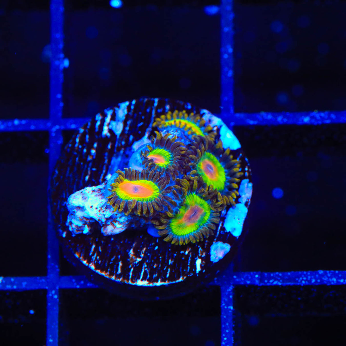 Rasta Zoanthids Coral