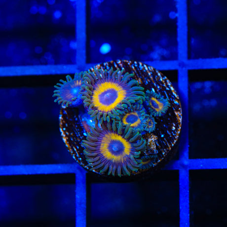 WWC Yellow Submarine Zoanthids Coral