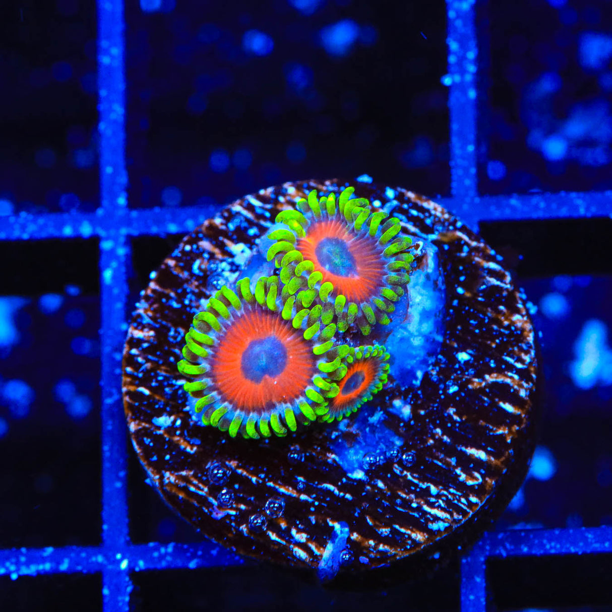 ECC Eagle Eye Zoanthids Coral - Top Shelf Aquatics