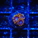 TSA Blue Eye Hornets Zoanthids Coral