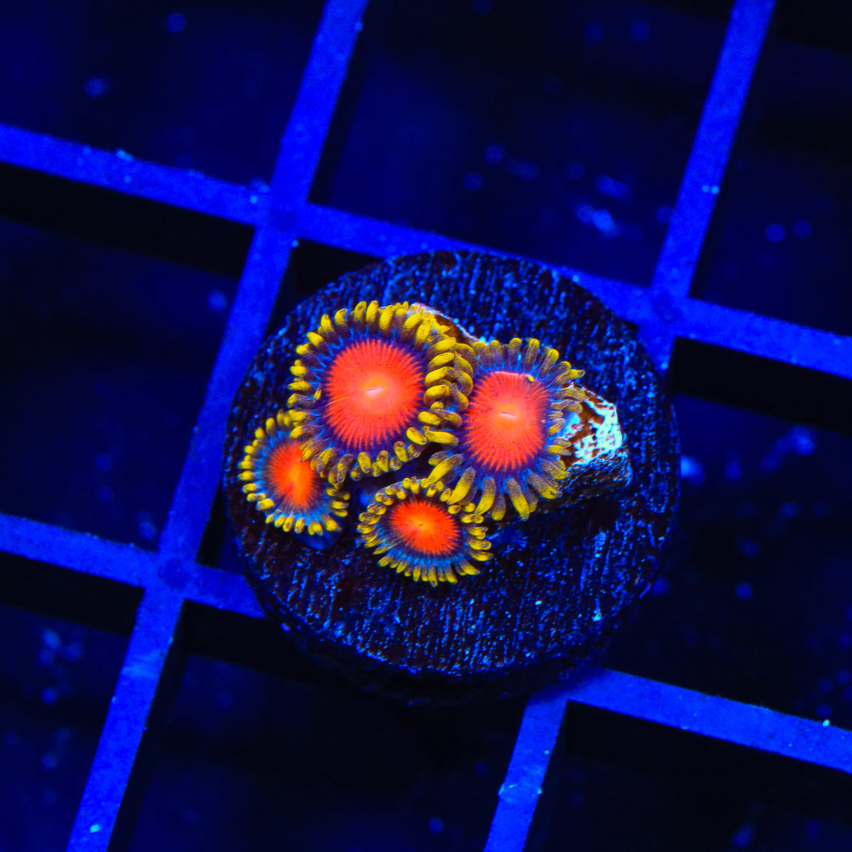 Yellow Brick Road Zoanthid Coral