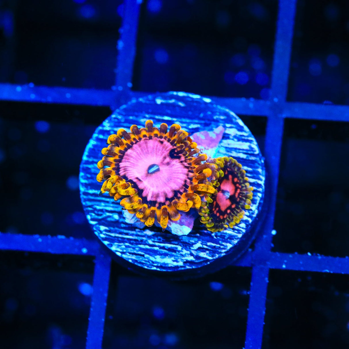 TSA Chemically Altered Zoanthids Coral