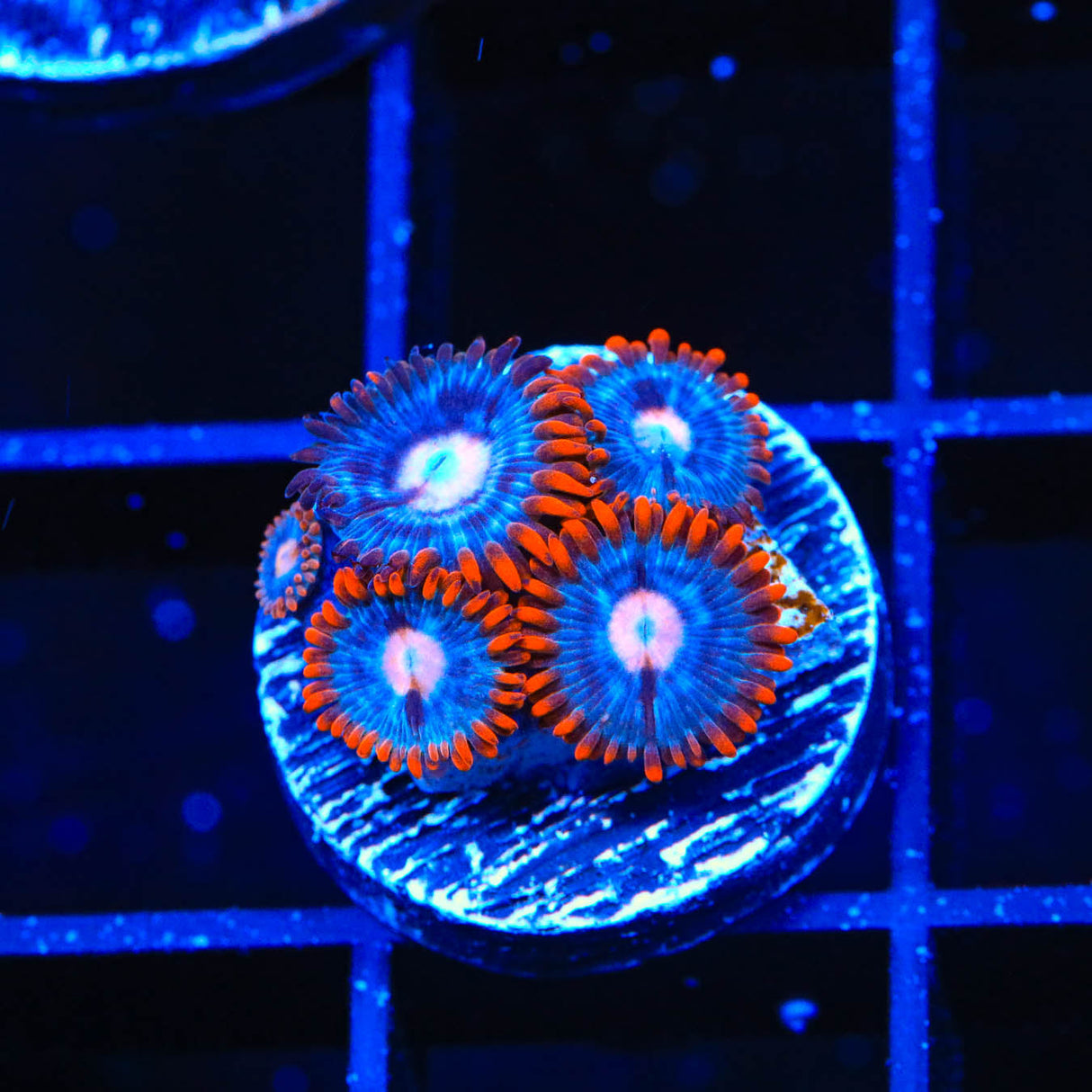 Fire and Ice Zoanthids Coral - Top Shelf Aquatics
