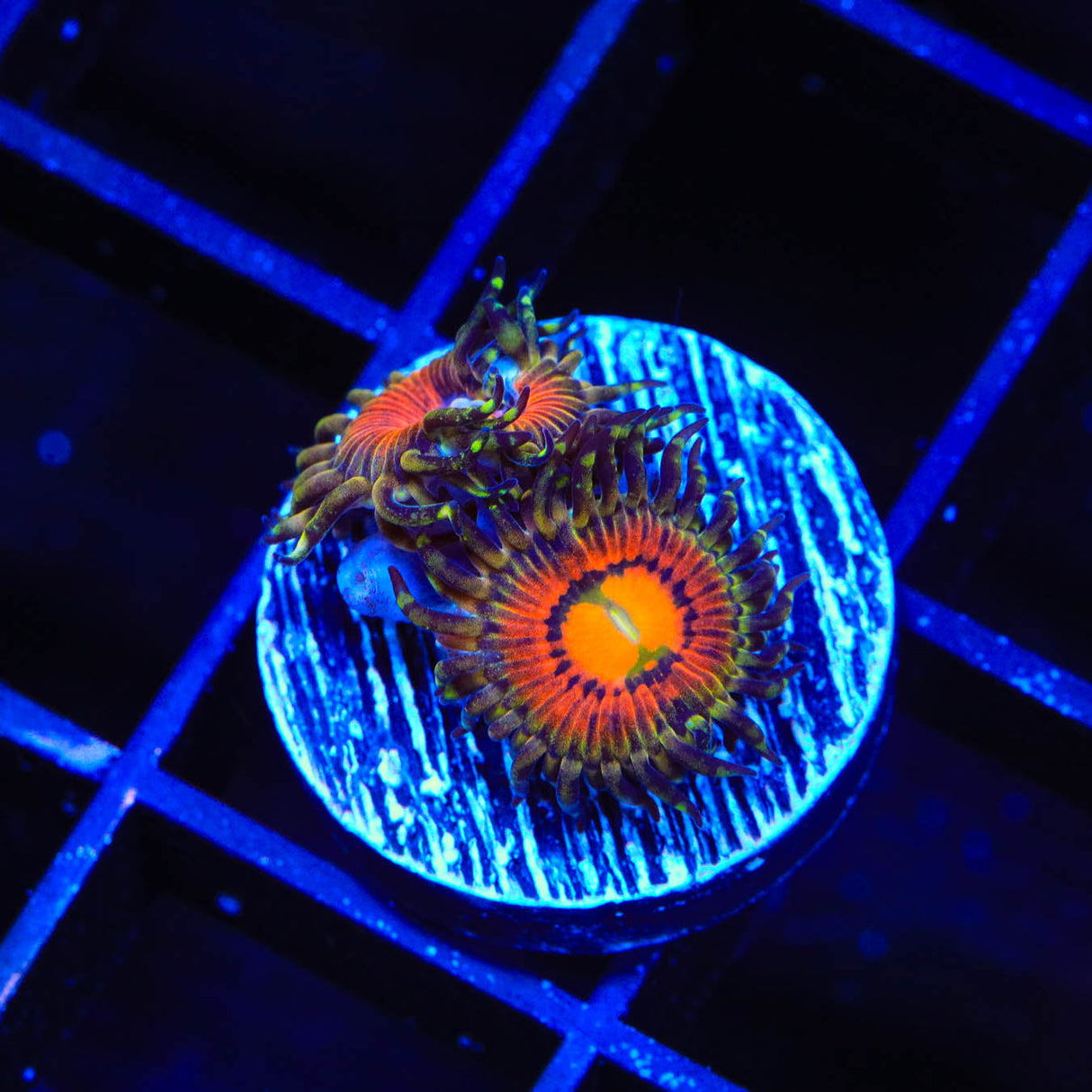 Rainbow Incenerator Zoanthids Coral