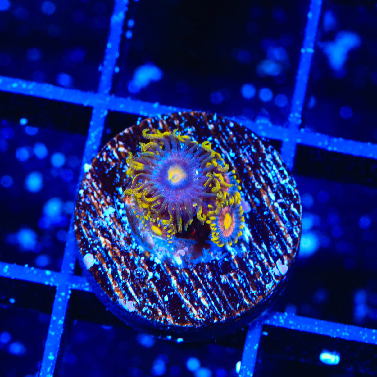TSA Galactic Burst Zoanthids Coral - Top Shelf Aquatics