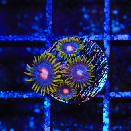 Blow Pop Zoanthids Coral - Top Shelf Aquatics