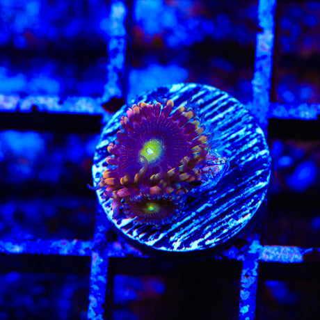 TSA Pinwheel Zoanthids Coral