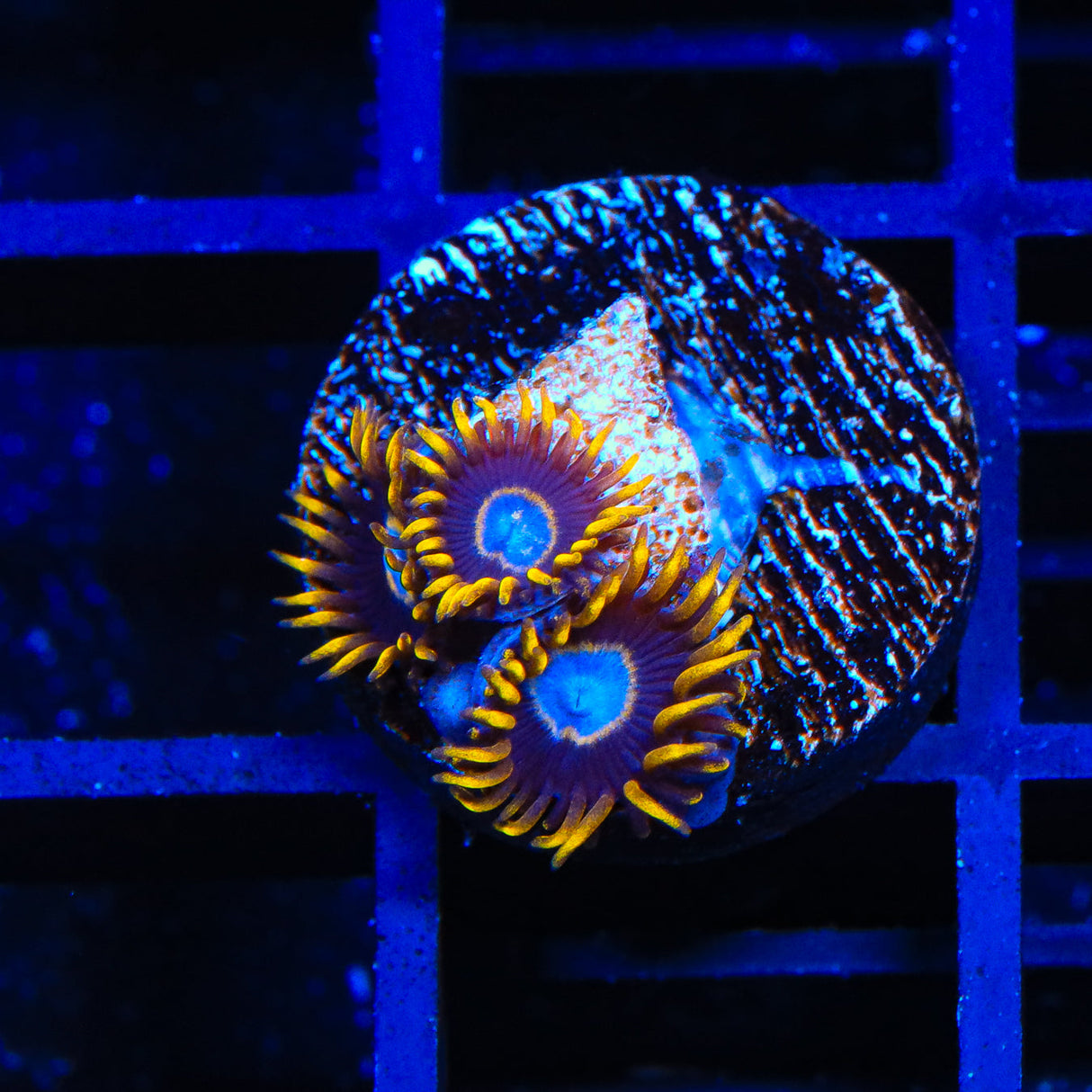 TSA Blue Eye Hornet Zoanthids Coral