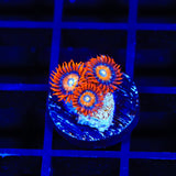 ECC Shatterfield Zoanthids Coral