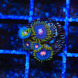 Blow Pop Zoanthids Coral - Top Shelf Aquatics