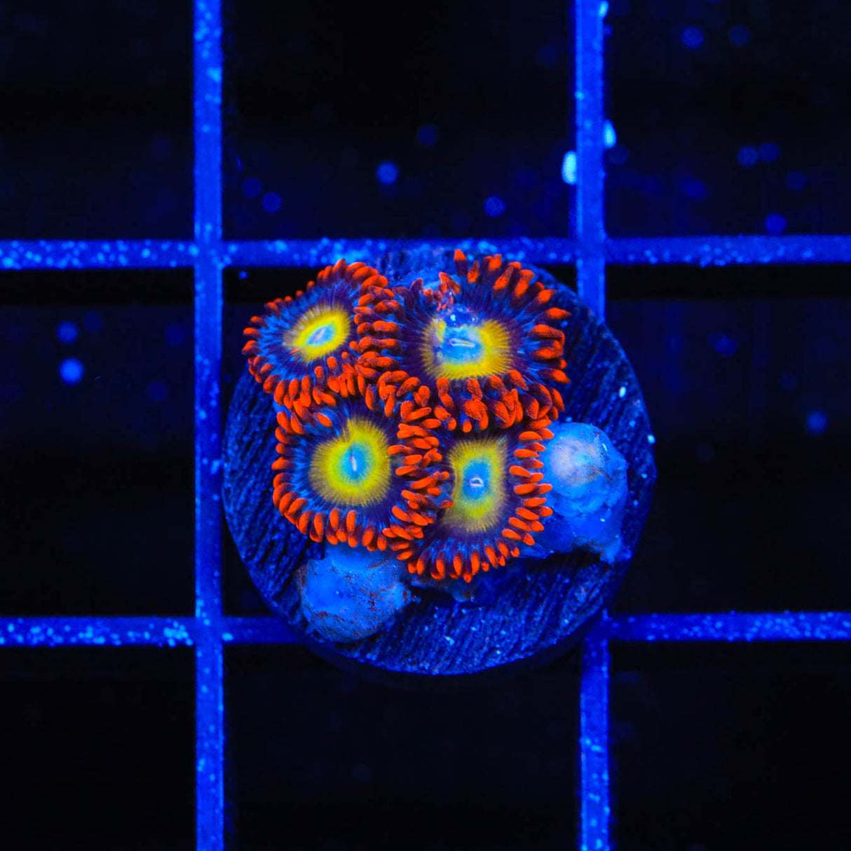 Circus Freak Zoanthids Coral - Top Shelf Aquatics