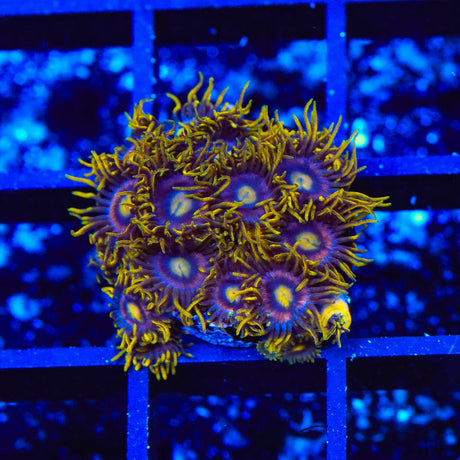 TSA Galactic Burst Zoanthids Coral