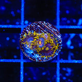 Galactic Burst Zoanthids Coral