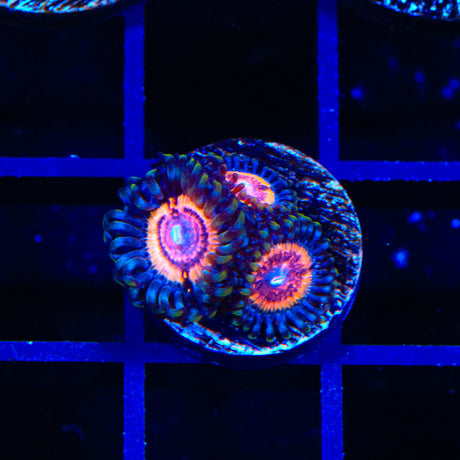 Red Rocket Zoanthids Coral