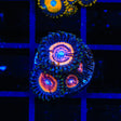 Red Rocket Zoanthids Coral