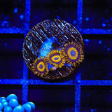 LA Lakers Zoanthids Coral