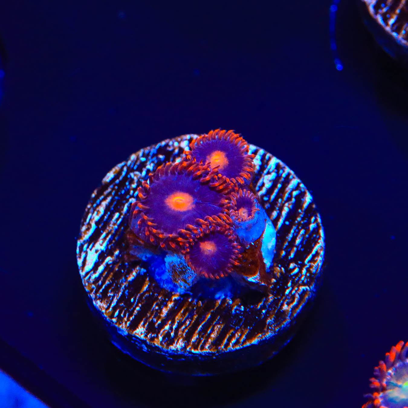 My Clementines Zoanthids Coral