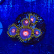 TSA Pinwheel Zoanthids Coral