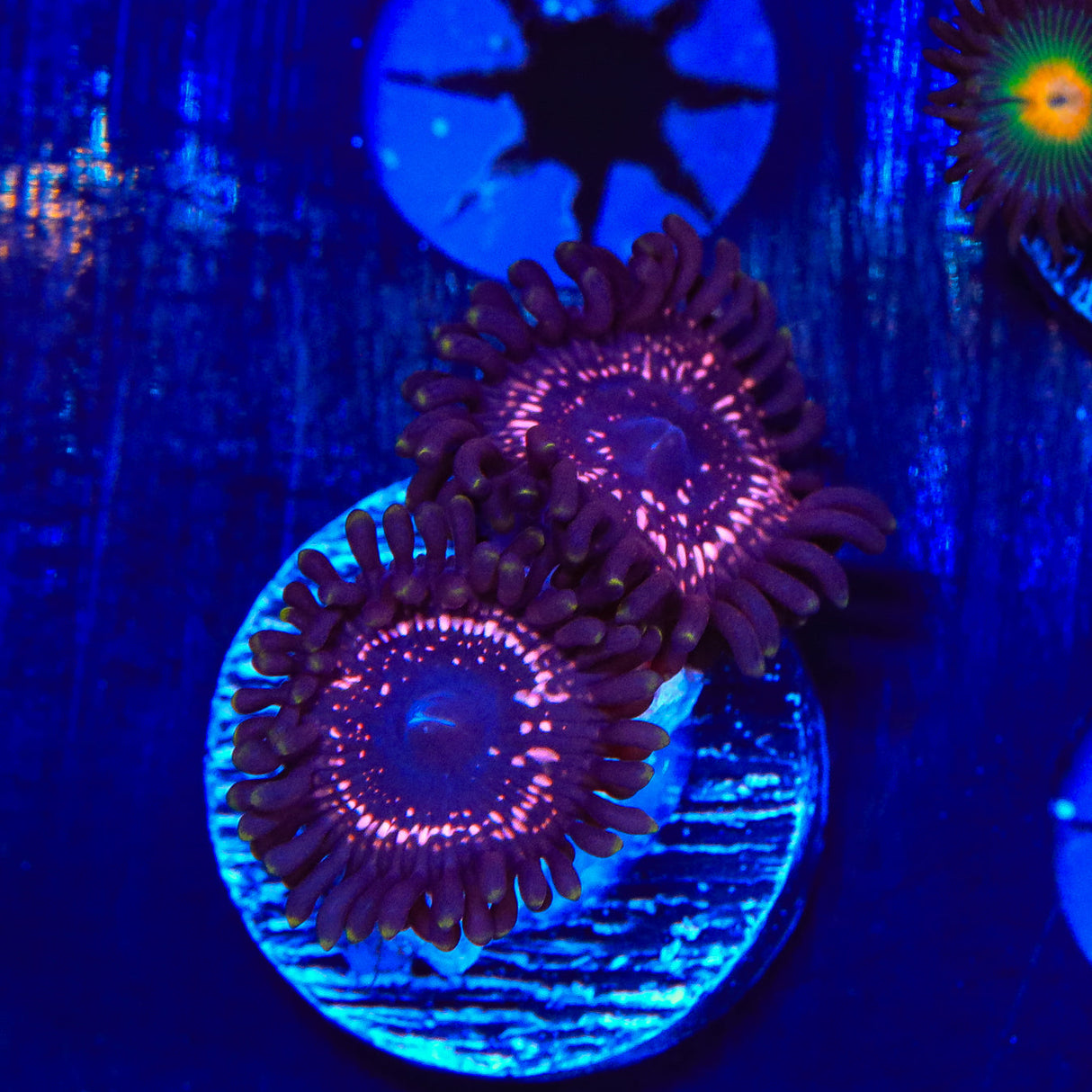 WWC Taser Zoanthids Coral - BYR