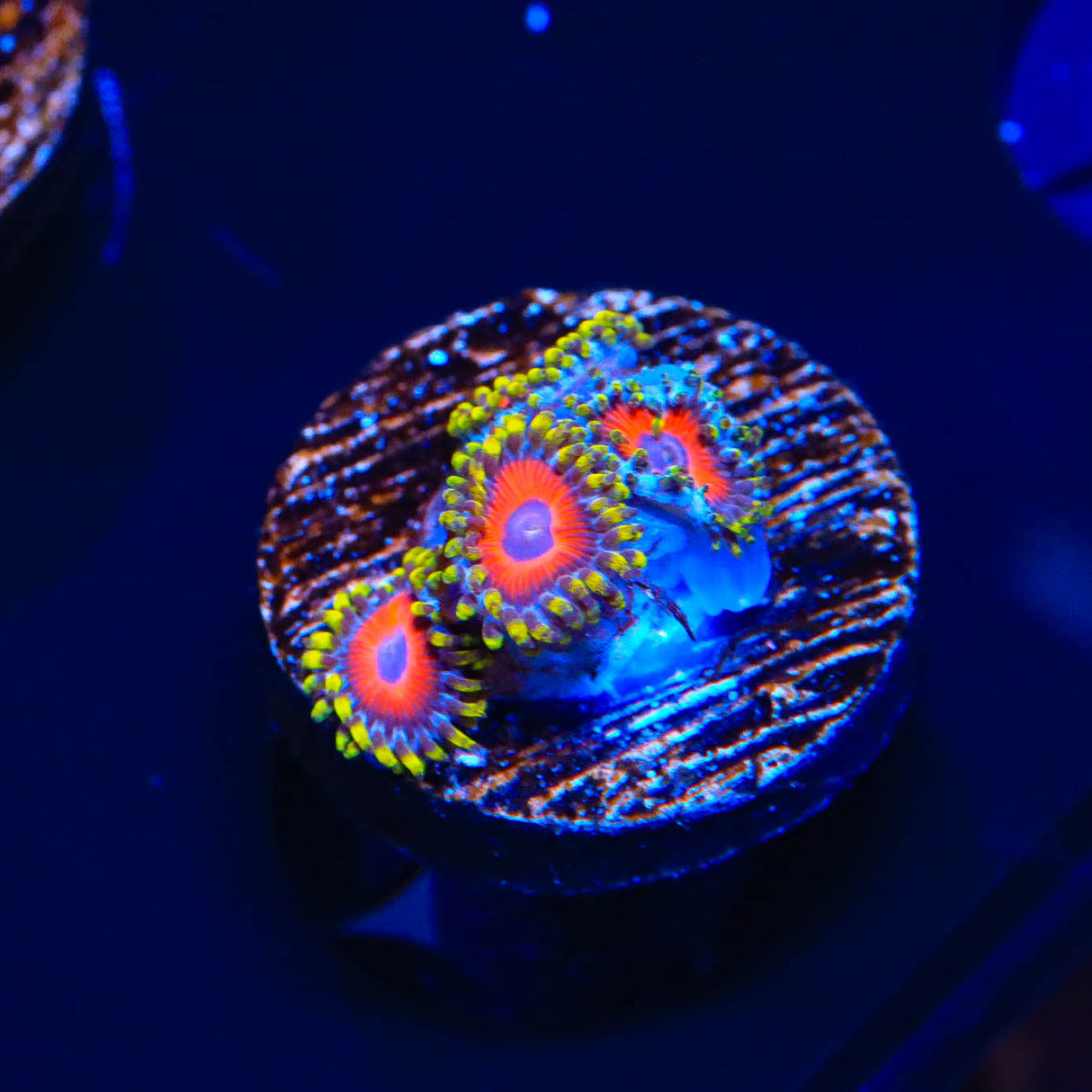 Eagle Eye Zoanthids Coral