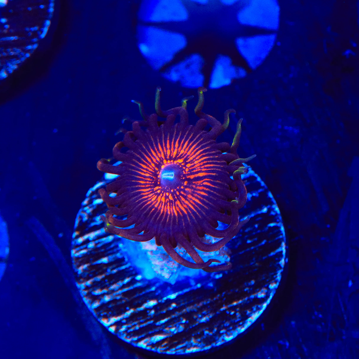 My Clementine Zoanthids Coral