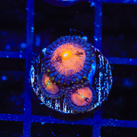TG Sakura Zoanthids Coral