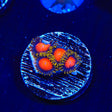 Radioactive Dragon Eye Zoanthids Coral