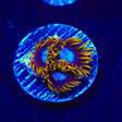 TSA Blue Eye Hornet Zoanthids Coral