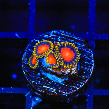 Yellow Brick Road Zoanthid Coral