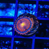 TSA Angel Eye Zoanthids Coral