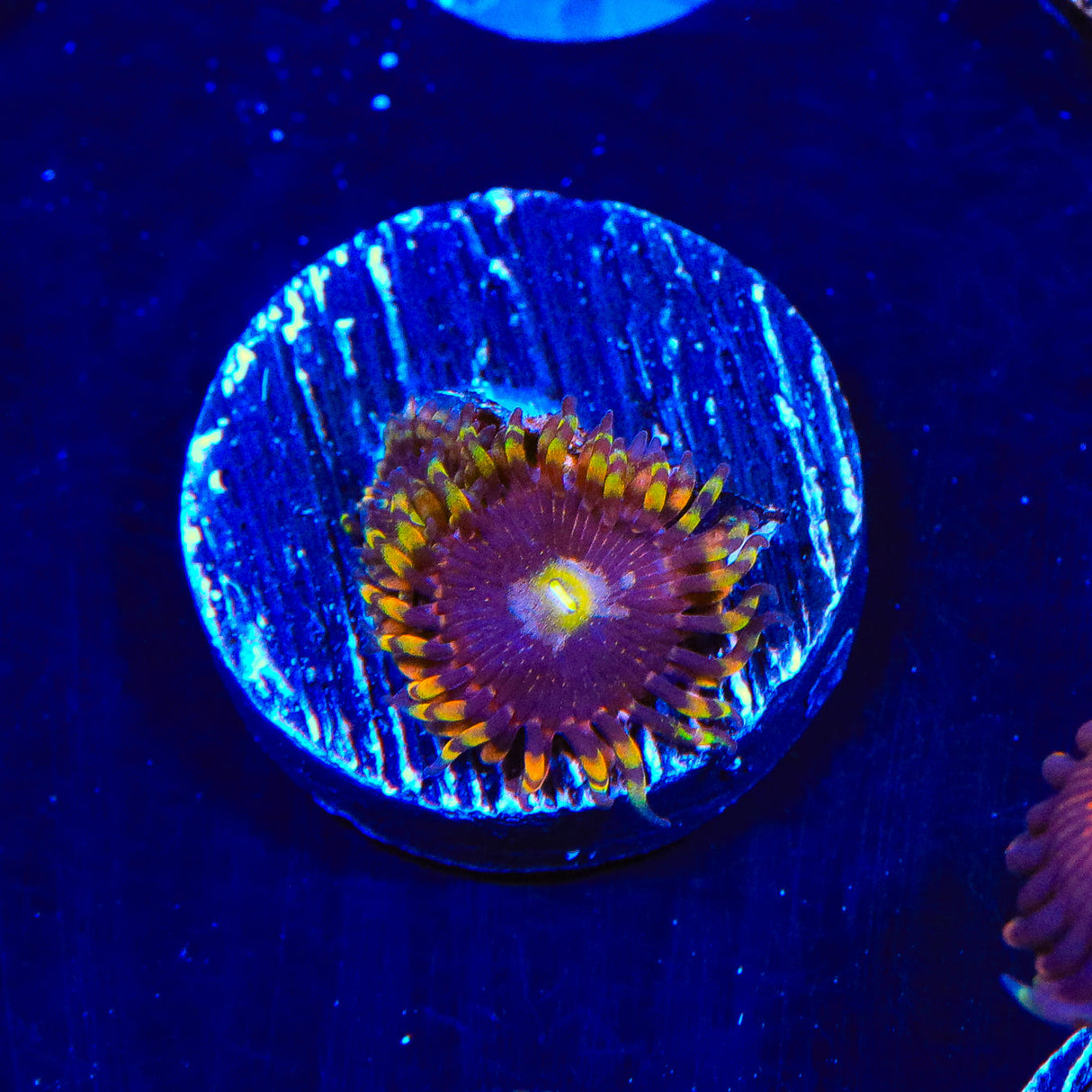 Fruit Loops Zoanthids Coral