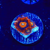 ECC Shatterfield Zoanthids Coral