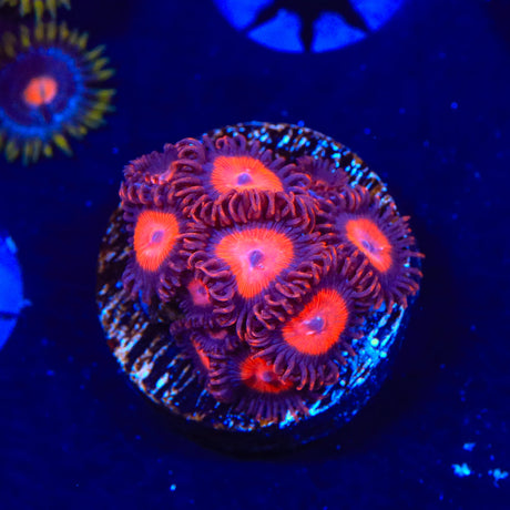 Orange Oxide Zoanthids Coral
