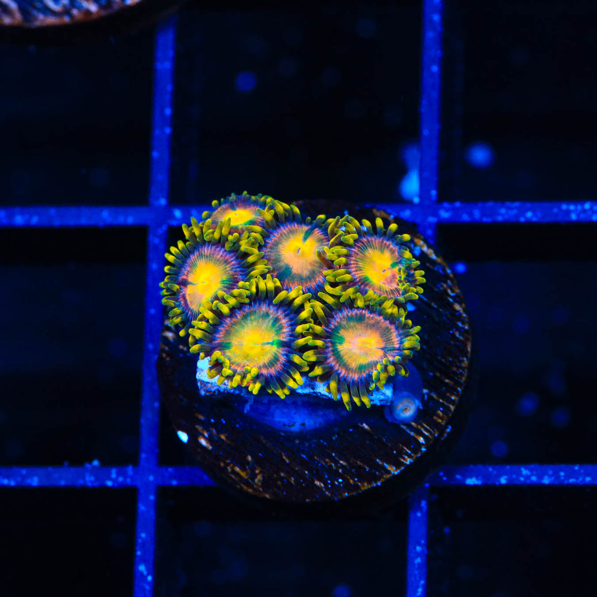 Hydra Lady Dragon Zoanthids Coral - Top Shelf Aquatics