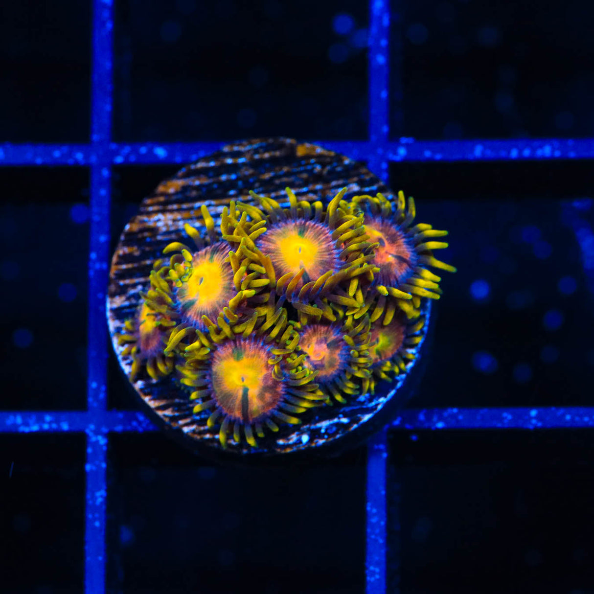 Hydra Lady Dragon Zoanthids Coral - Top Shelf Aquatics