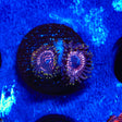 WWC Taser Zoanthids Coral - Top Shelf Aquatics