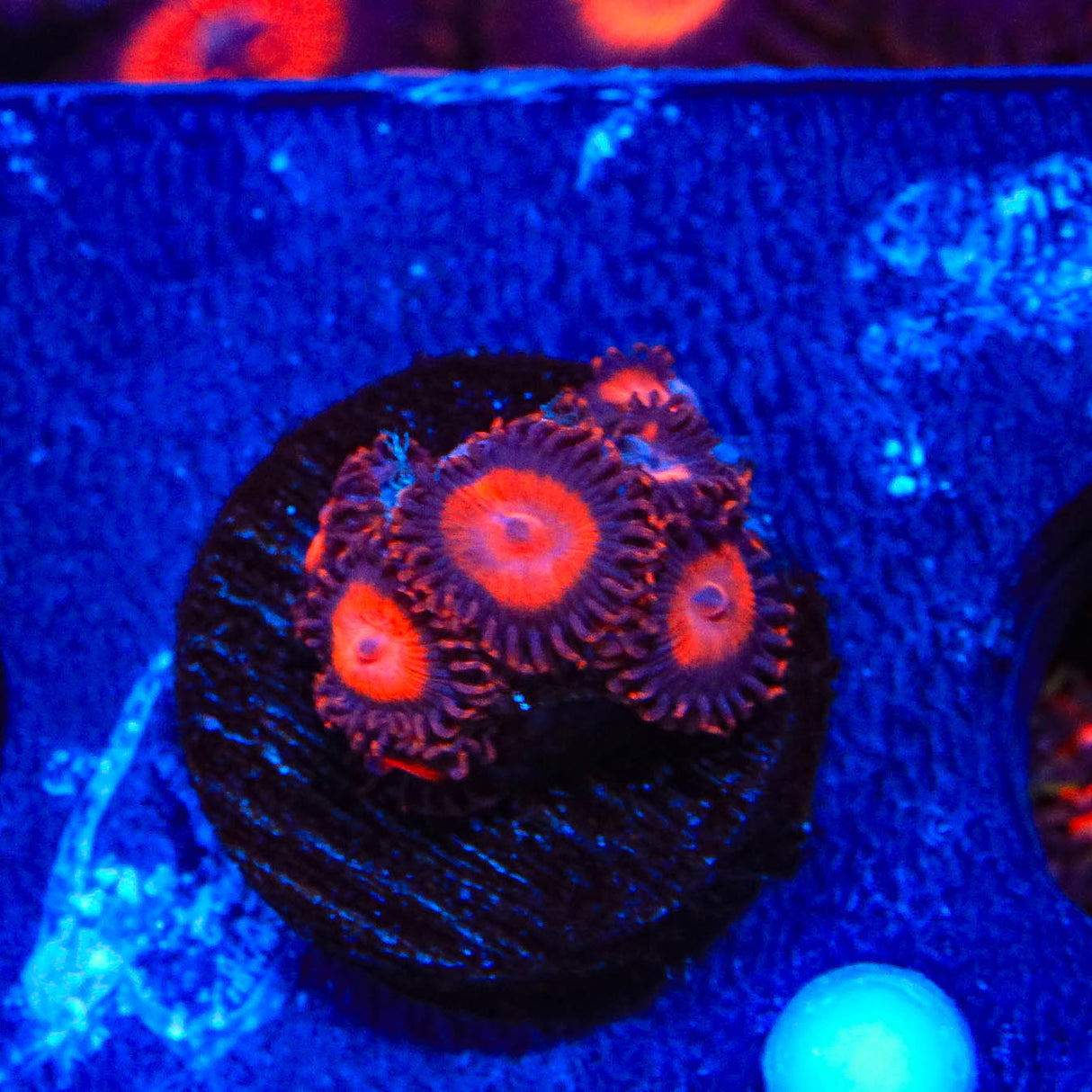 Keds Reds Zoanthids Coral - Top Shelf Aquatics