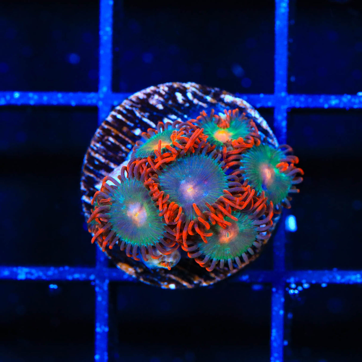 Gatorade Zoanthids Coral - Top Shelf Aquatics