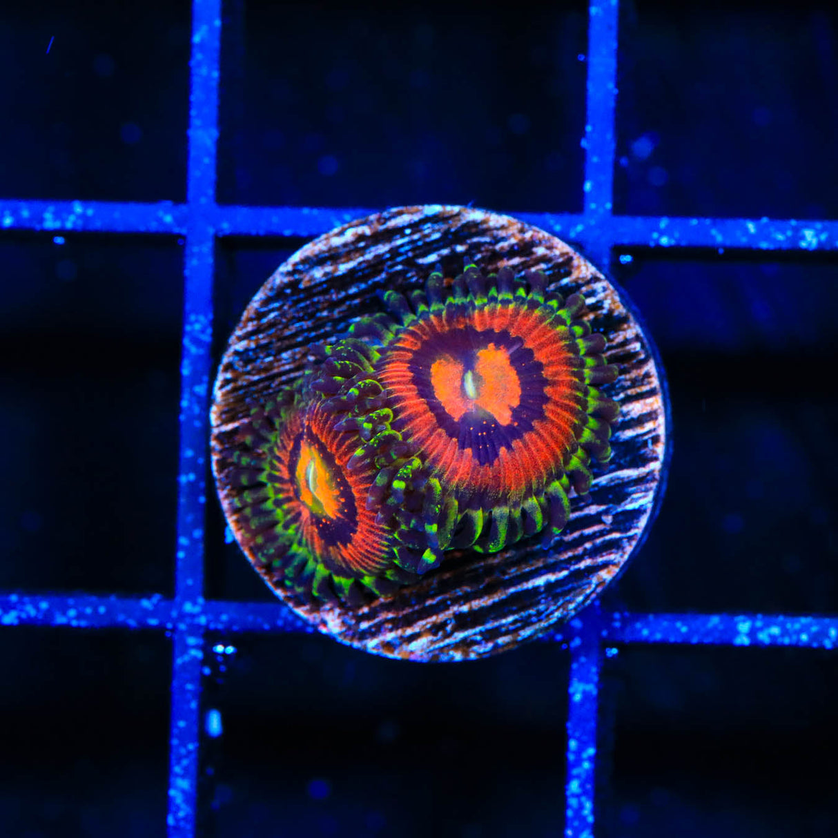 Rainbow Incenerator Zoanthids Coral - Top Shelf Aquatics